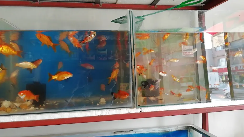 Yüksel Petshop