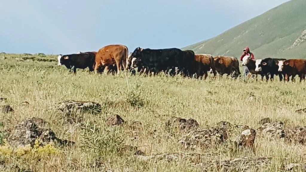 Ağrı Canlı Hayvan Borsası Alım&Satım