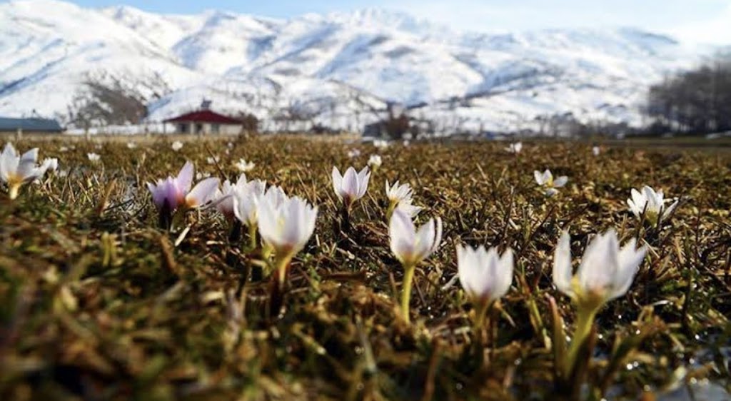 Kardelen Çiçekçilik