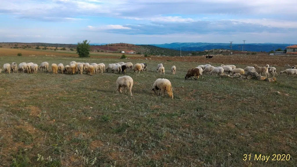 Vermiş Köyü Mezarlığı