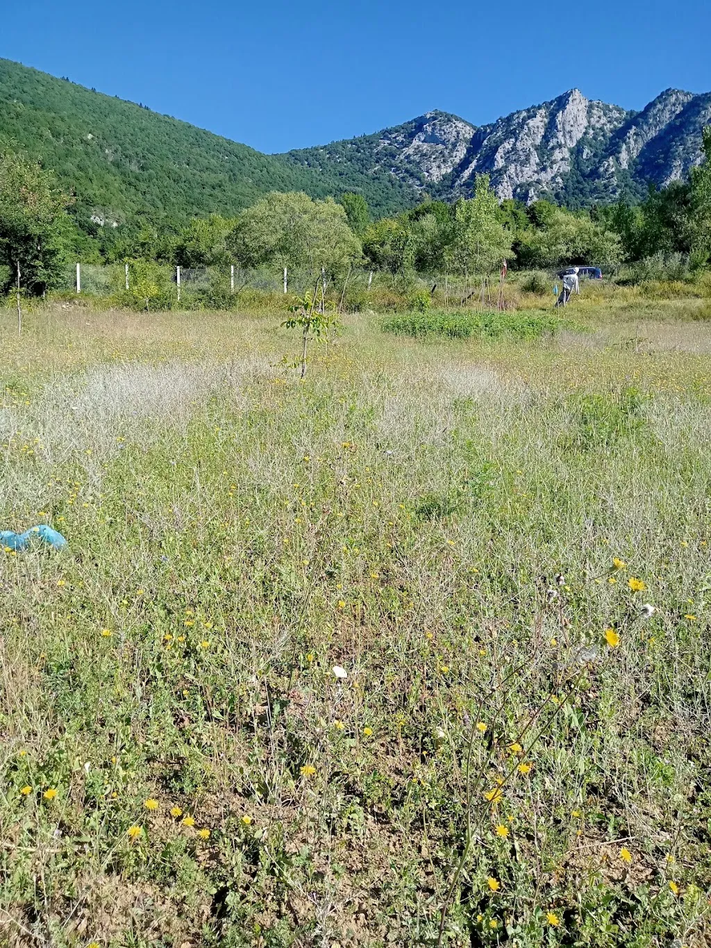 Bartın Ulus arpacık