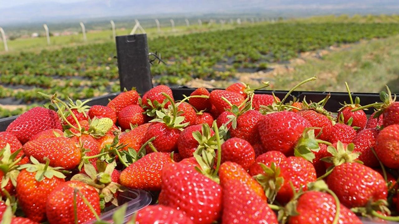 Köyüne döndü, yıllık 40 ton böğürtlen, 25 ton çilek üretiyor