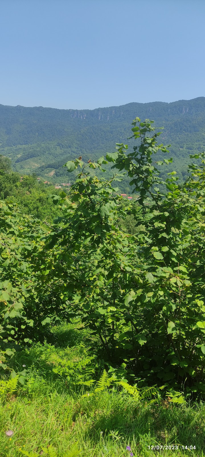 Mevren şükürler köyü Amasra Bartın