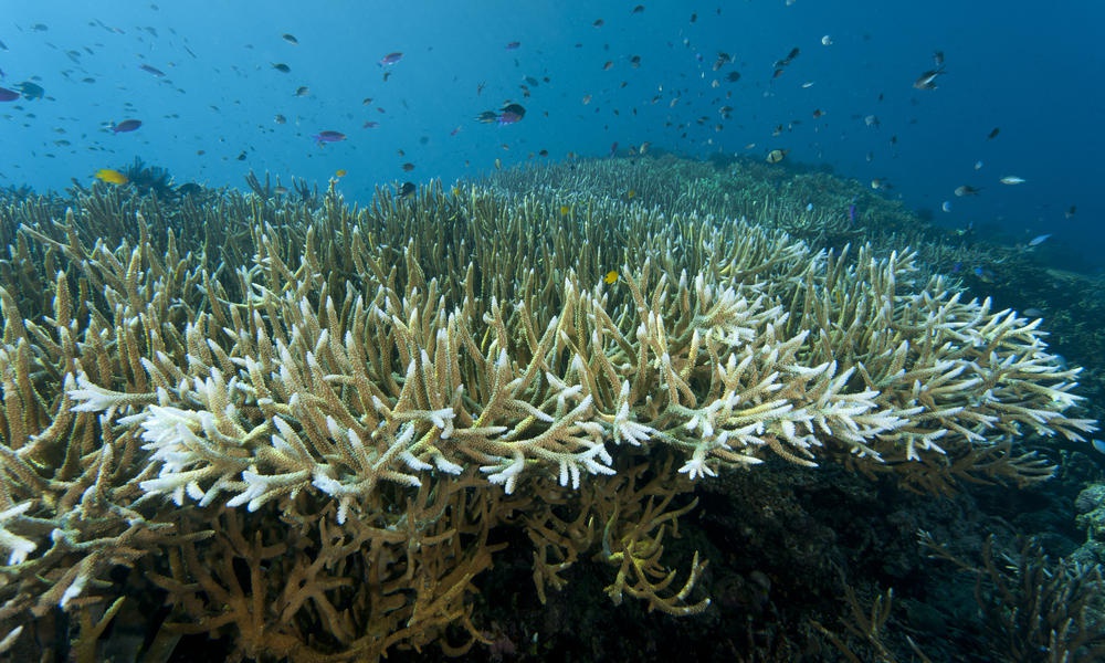 NOAA: Küresel Mercan Resiflerinin Yüzde 60’ı 2023’te Ağarmış Olabilir