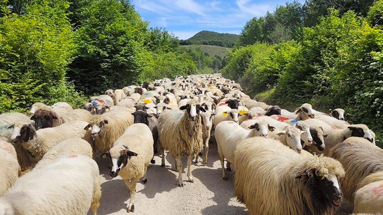 Samsun'da sürülerin yayla yolculuğu