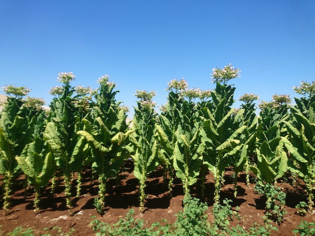 Yapay zekâ ve dijitalleşme ile gıda kayıpları önlenecek