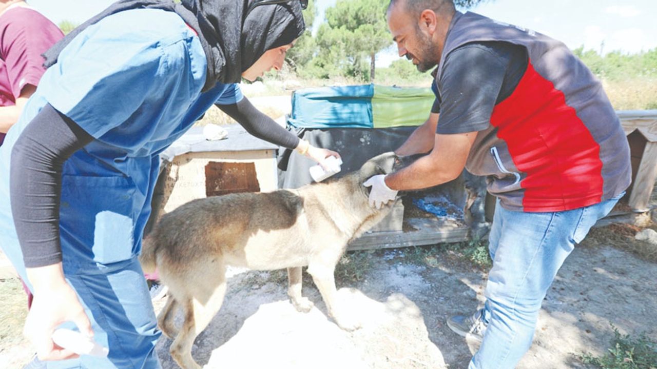 Arnavutköy Belediyesi'nden sokak hayvanlarına tam kapsamlı destek