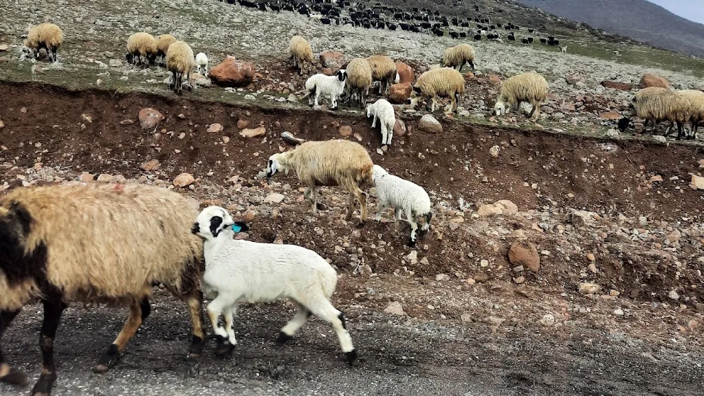 Beg San Veteriner Kliniği