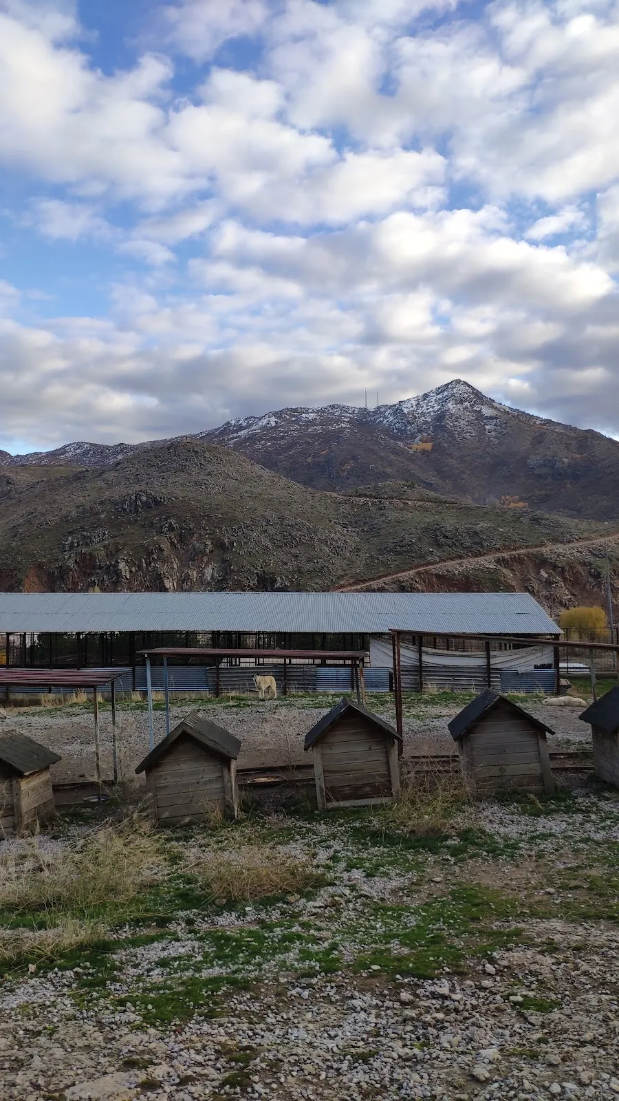 Bitlis Hayvan Barınağı