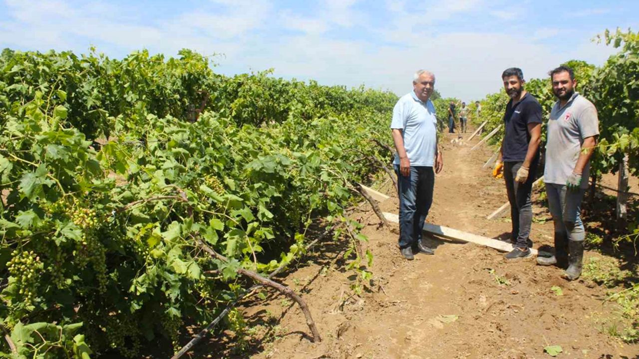 Dolu yağışının ardından üzüm bağlarında hasar tespiti başladı