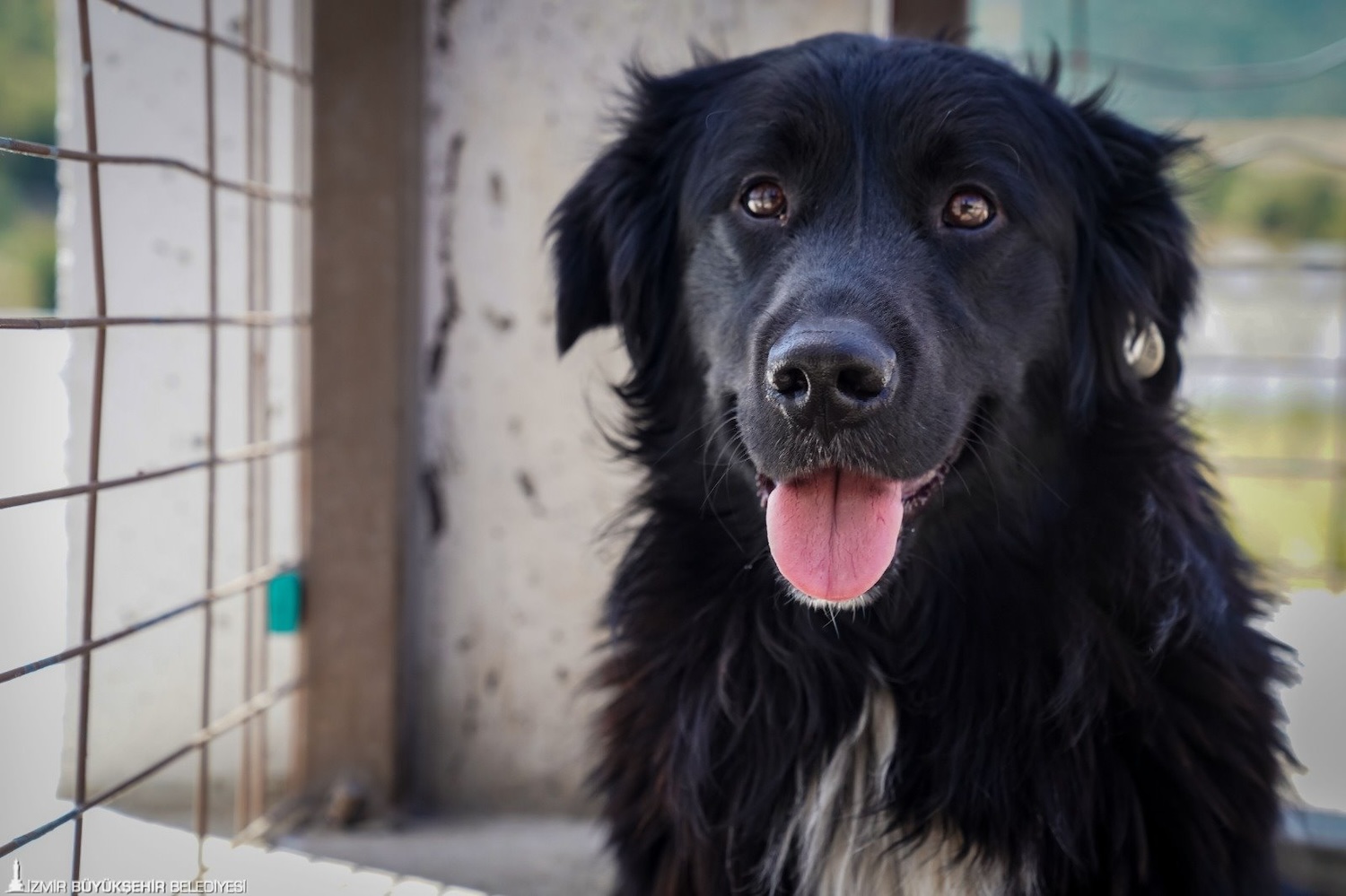 İzmir’deki barınaklardan 500 köpek sahiplendirildi