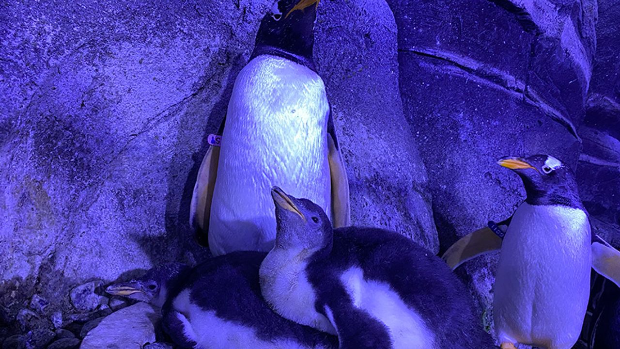 İstanbul'da 4 bebek penguen dünyaya geldi