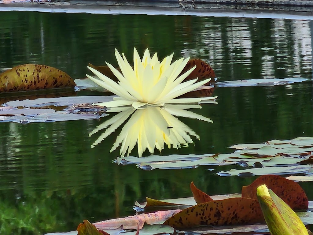 Nilüfer Park