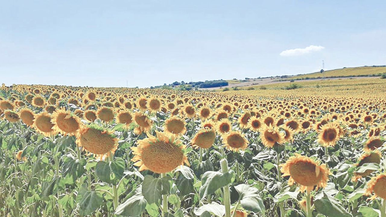 Trakya'da günebakan zamanı