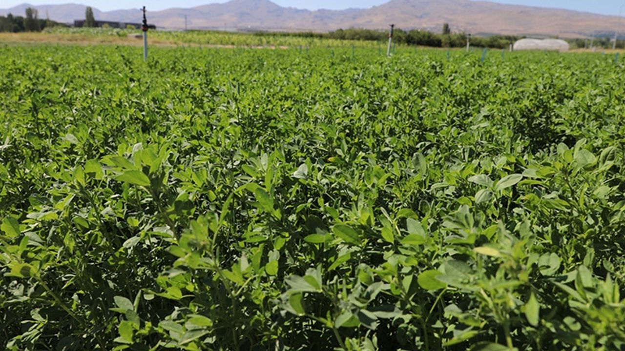 Niğde'de yüksek verimli yonca çeşidi geliştirildi