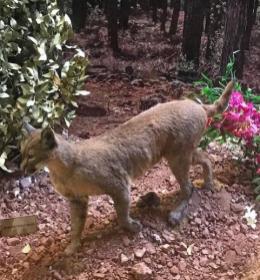 Termessos Antik Kenti: Büyük İskender’in Durduğu Yer