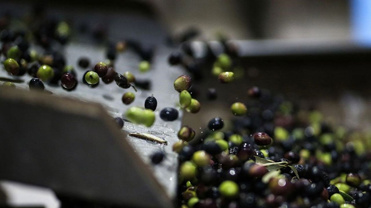 Zeytin ve zeytinyağı üretiminde sürdürülebilir tarım uygulamaları öne çıkıyor