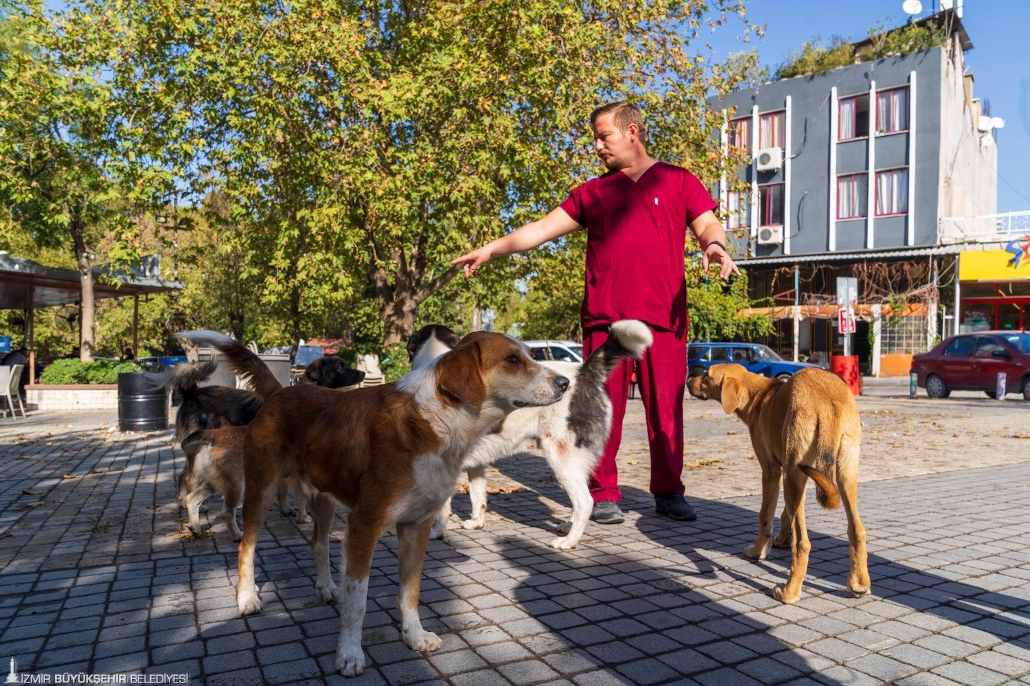 Sahipsiz köpekler için dağılım haritası çıkartılacak